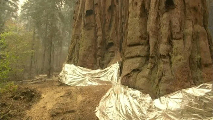 California's sequoias wrapped in foil as governor signs climate bill. Photo: AFP
