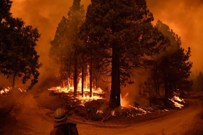 Parts of the Sequoia National Forest have burned in the most recent blazes. Photo: AFP