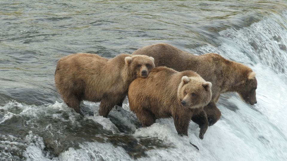 Ahead of winter hibernation, Alaska celebrates Fat Bear Week