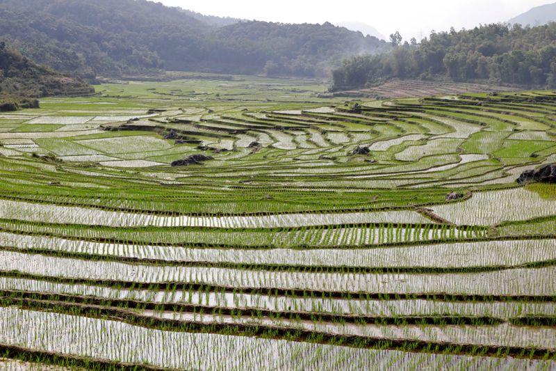 Vietnam rice rates hit 2-1/2 month high, rains worry Indian traders