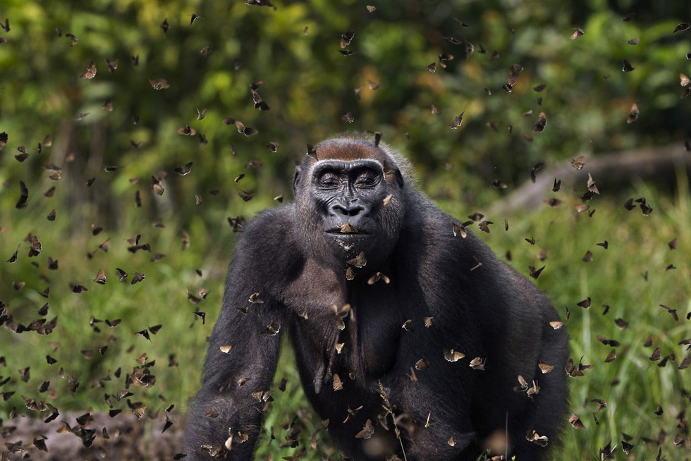 The photo of Anup Shah from the UK wins the Grand Prize in the 2021 Nature Conservancy Photo Contest. Photo: Anup Shah
