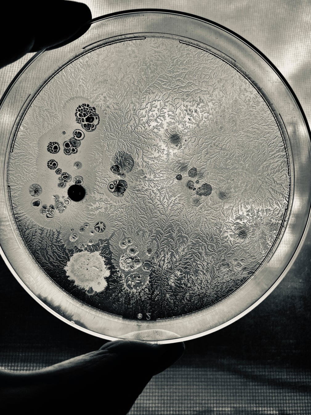 'Bacillus subtilis being grown on a dextrose agar plate.' Photo: Alice Feng / Royal Society of Biology