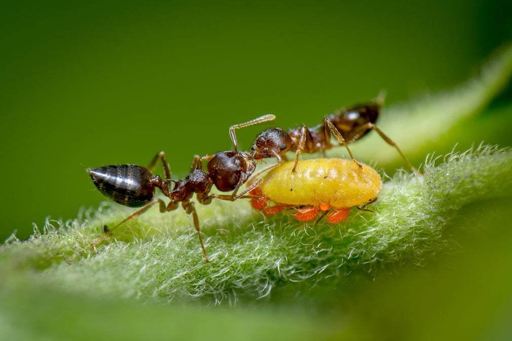 'Ants feeding off honeydew excreted by a yellow aphid.' Photo: Vishwanath Birje  / Royal Society of Biology