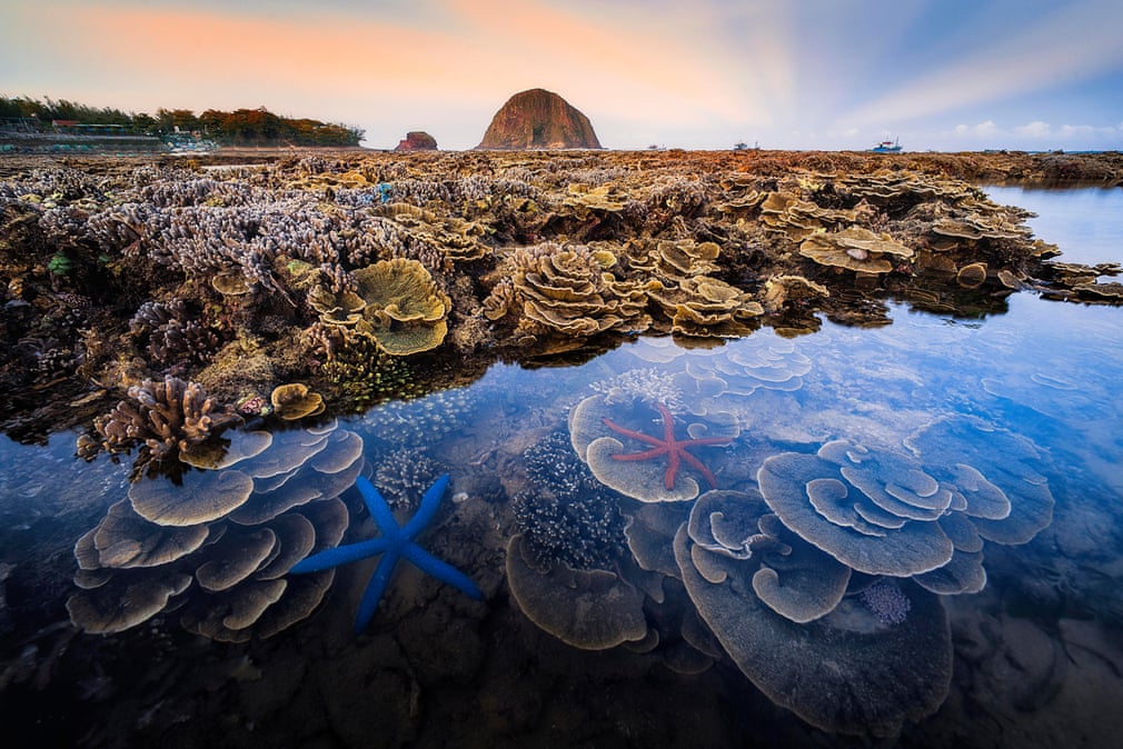 Photo of coral reef in Vietnam wins second prize in UK’s Royal Society of Biology contest