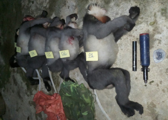 Five critically endangered langurs shot dead in central Vietnam