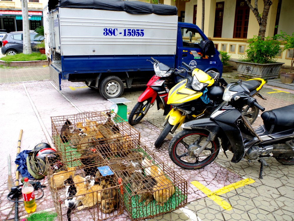 Police bust cat theft ring in north-central Vietnam