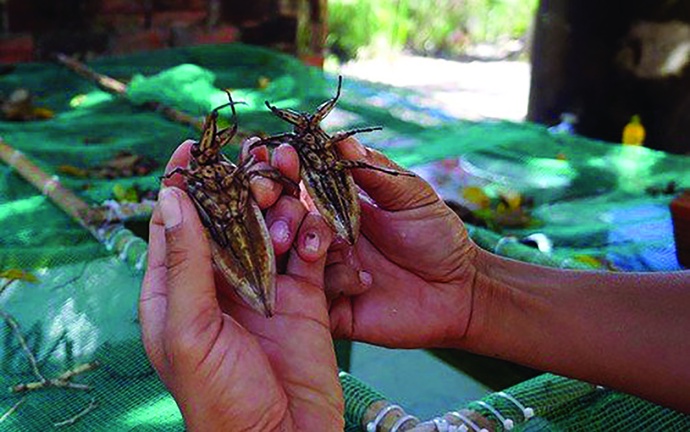 A bug’s afterlife: Vietnamese diners find growing appetite for farmed insects