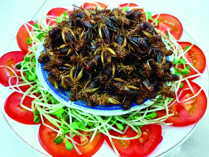 Stir-fried crickets. Photo: Chi Cong / Tuoi Tre