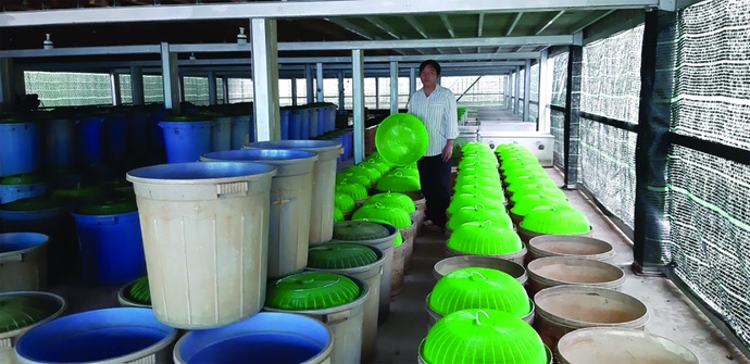 Ho Chi Minh City-based farmer Le Thanh Tung grows crickets in plastic buckets. Photo: Trong Nhan / Tuoi Tre