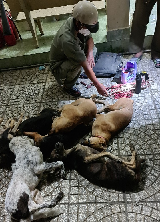 Suspected dog thief arrested during escape attempt in Ho Chi Minh City