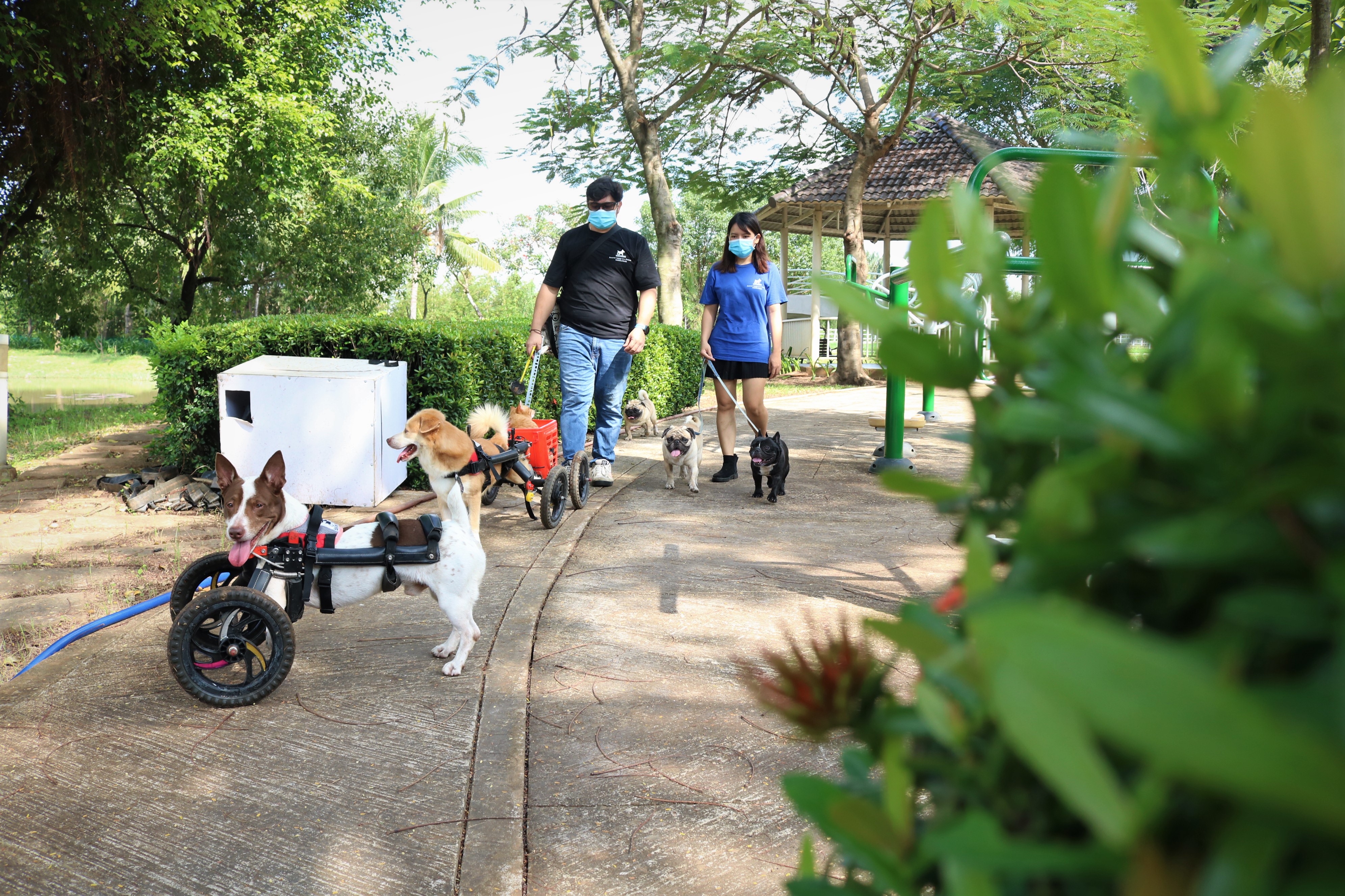 Vietnamese-Colombian couple devotes heart, efforts to helping paralyzed dogs walk again