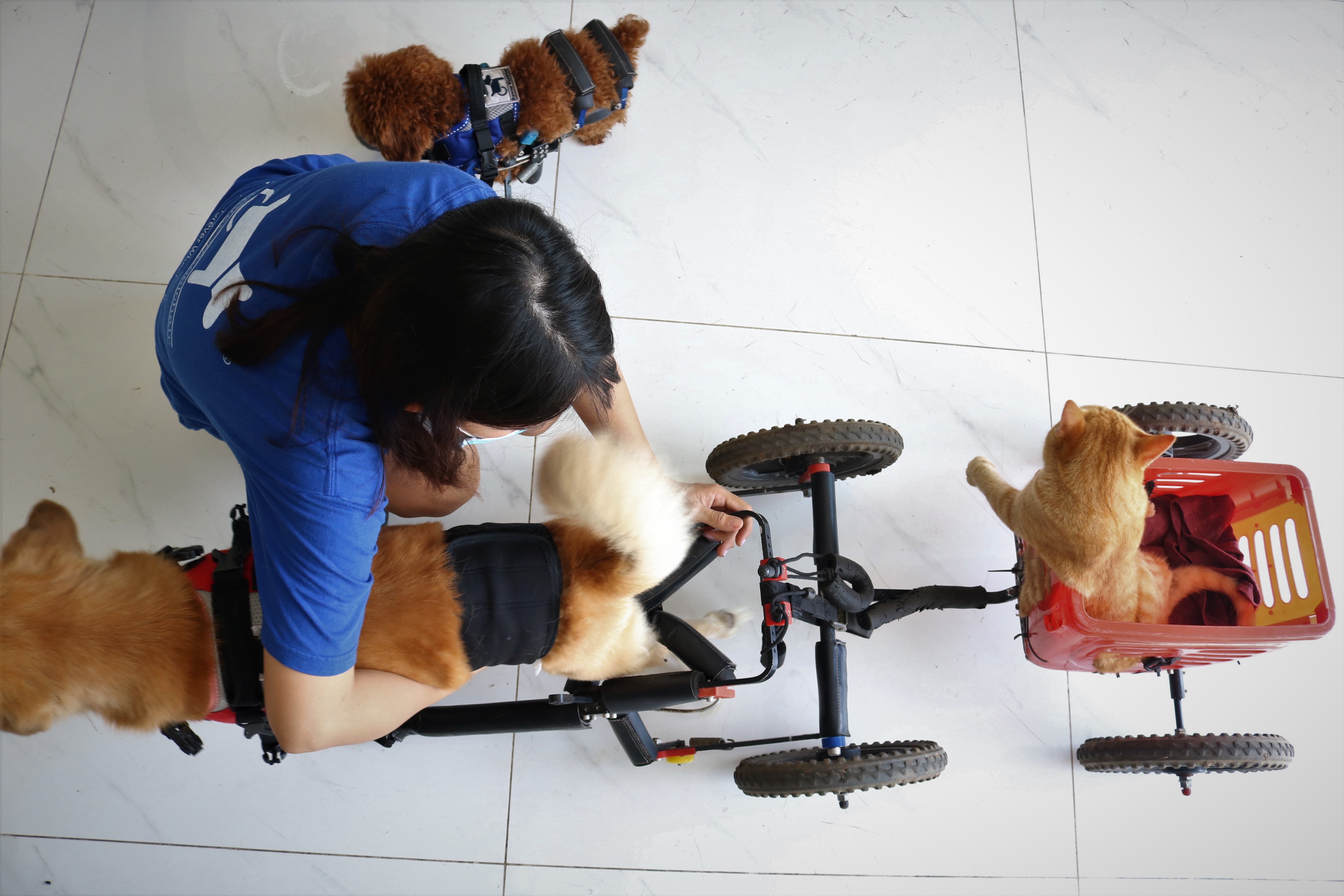 Tran Anh Thu takes off the wheelchair for a dog of hers as the animal, named Nau, rests at home. Nau’s wheelchair is attached with a seat for a paralyzed cat named Sora. Photo: Hoang An / Tuoi Tre