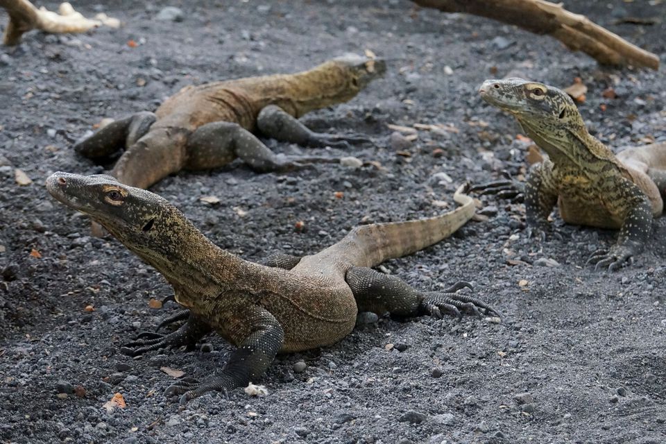 Indonesian zoo breeds Komodo dragons to save them from extinction