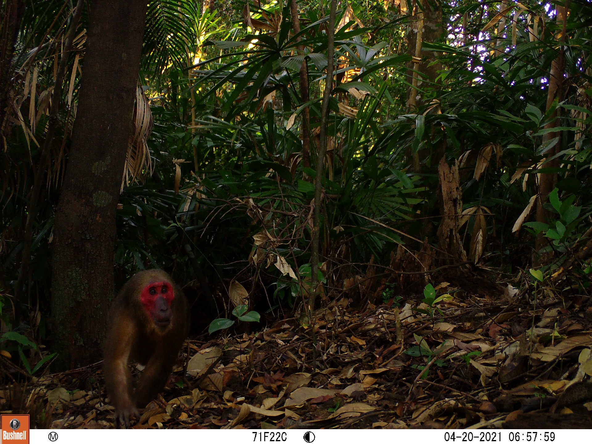 A red-faced monkey was captured in 2021.