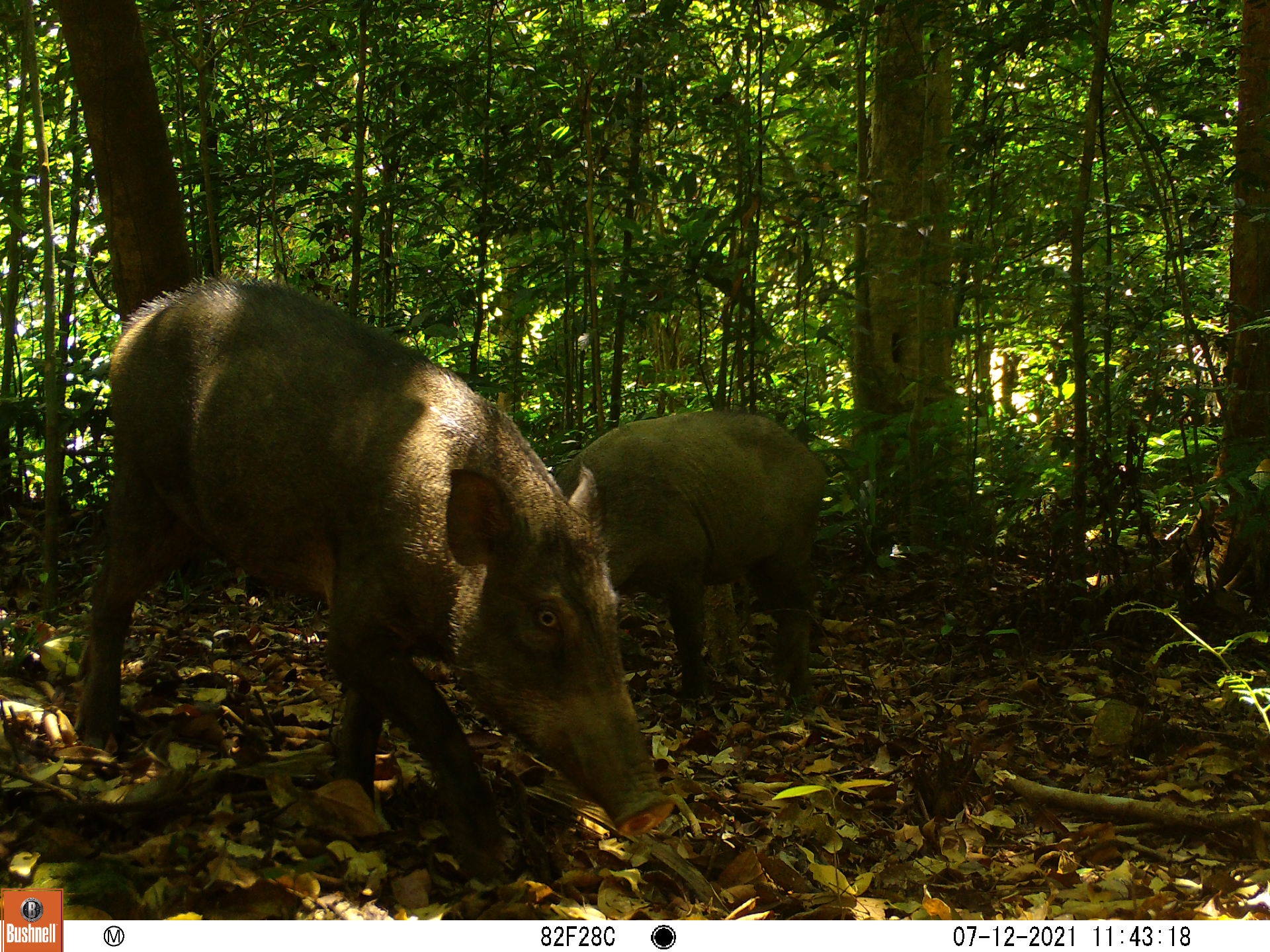 Two wild boars were captured in 2021.