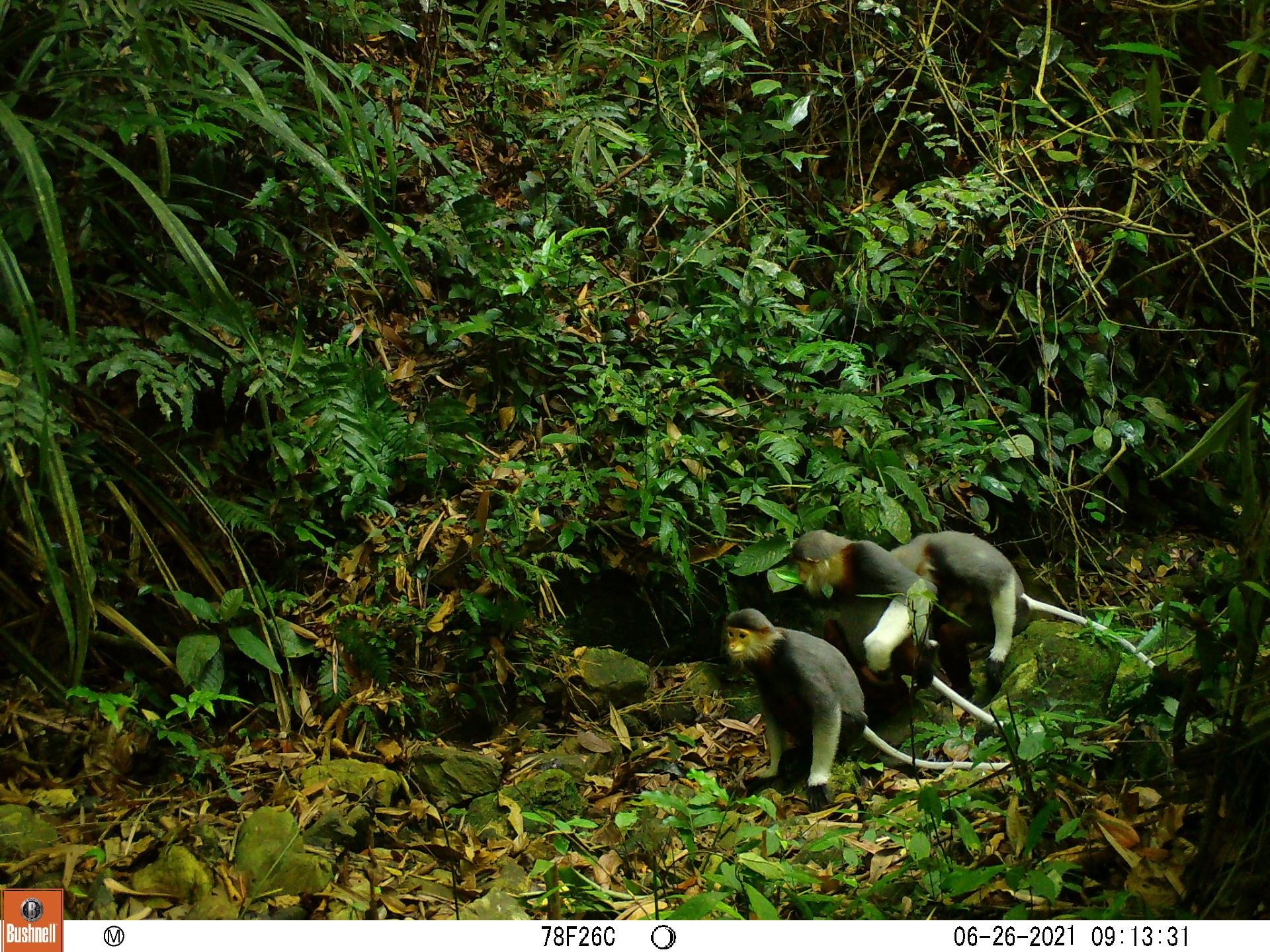 The red-shanked douc – an endangered species in Vietnam – was recorded in 2017.