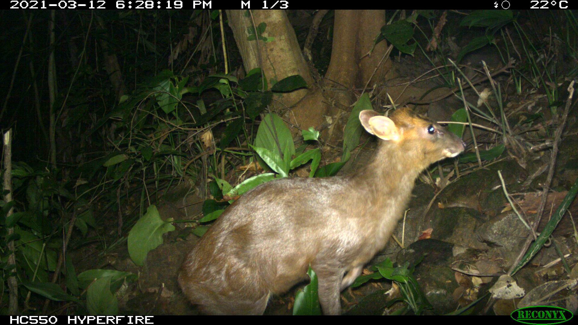 The Truong Son muntjac, or Annamite muntjac, (Muntiacus truongsonensis) was captured on camera on March 12, 2021 in this photo supplied by the Phong Dien Animal Sanctuary