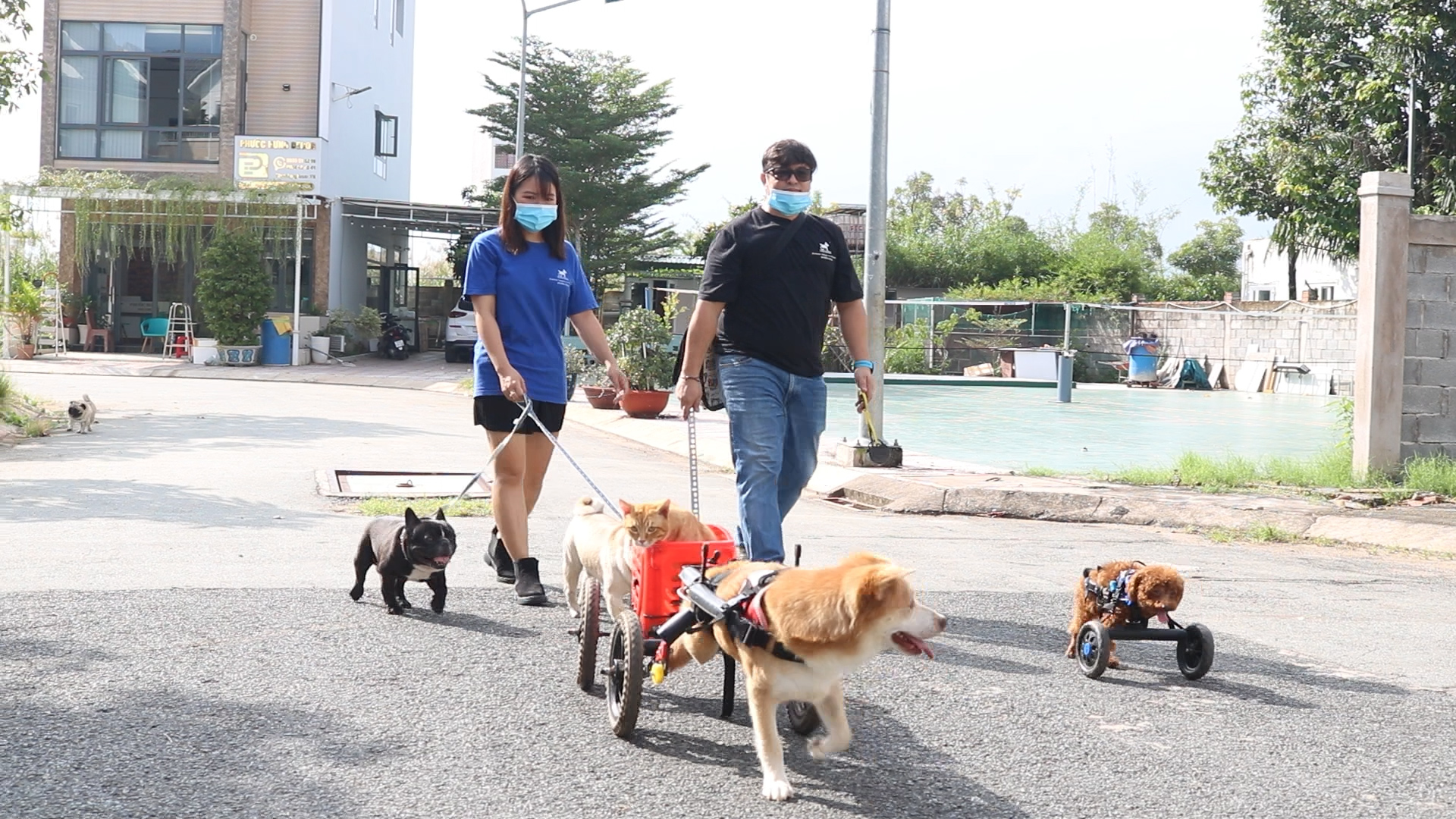 Vietnamese – Colombian couple makes wheelchairs to help paralyzed dogs walk again