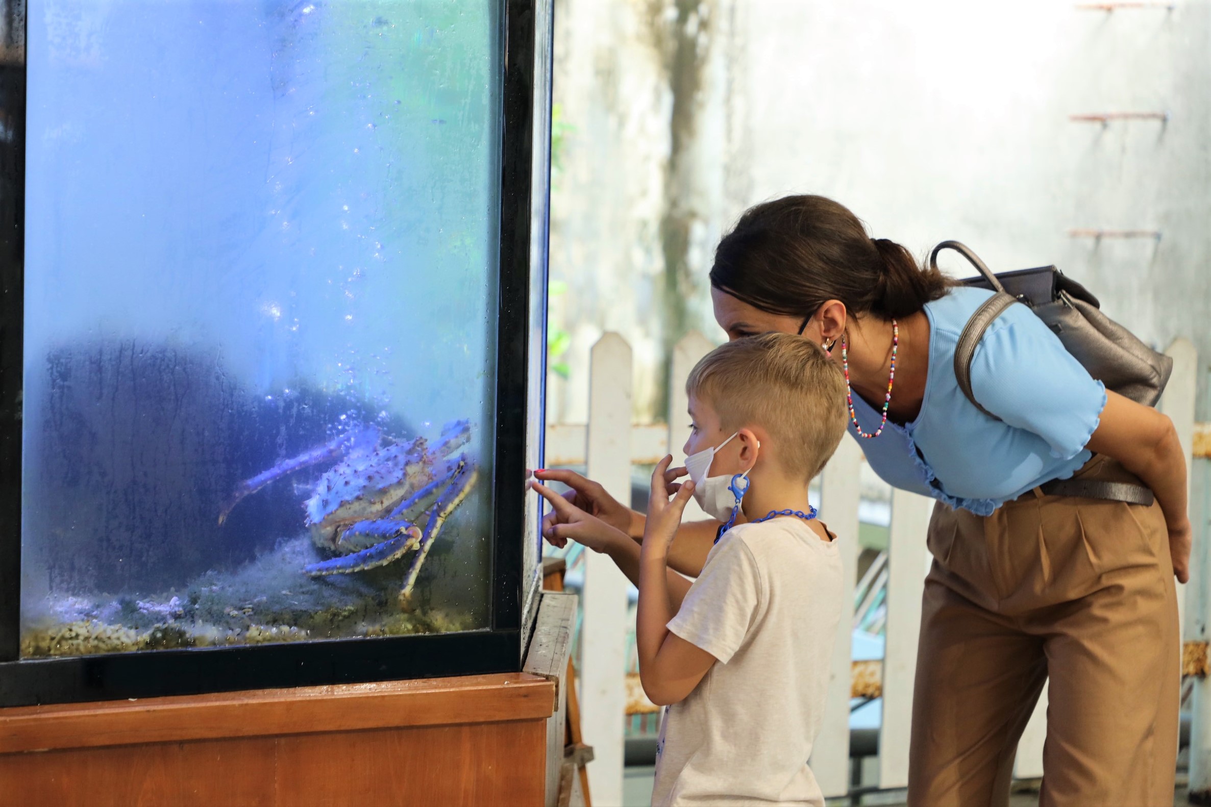 A foreign child and his mother watch a rare purple king crab on display at Nha Trang’s Oceanographic Museum in Khanh Hoa Province, Vietnam. Photo: Nha Trang’s Oceanographic Museum