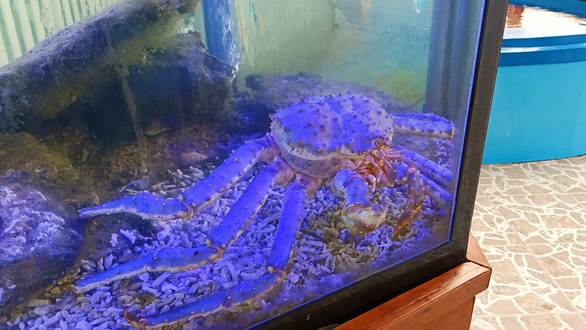 A rare purple king crab on display at Nha Trang’s Oceanographic Museum in Khanh Hoa Province, Vietnam. Photo: Minh Chien / Tuoi Tre