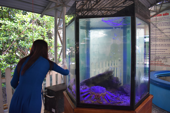A rare purple king crab on display at Nha Trang’s Oceanographic Museum in Khanh Hoa Province, Vietnam. Photo: Minh Chien / Tuoi Tre