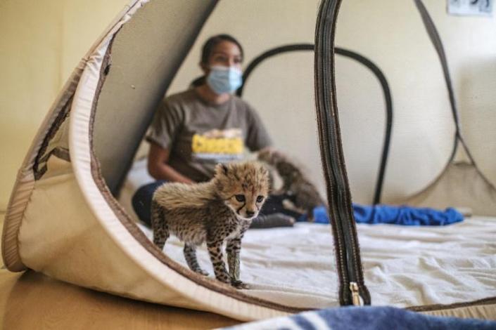 A baby cheetah stands inside a mosquito next as a veterinarian of the Cheetah Conservation Fund seats behind it in one of the facilities of the organisation in the city of Hargeisa, Somaliland, on September 17, 2021. Photo: AFP