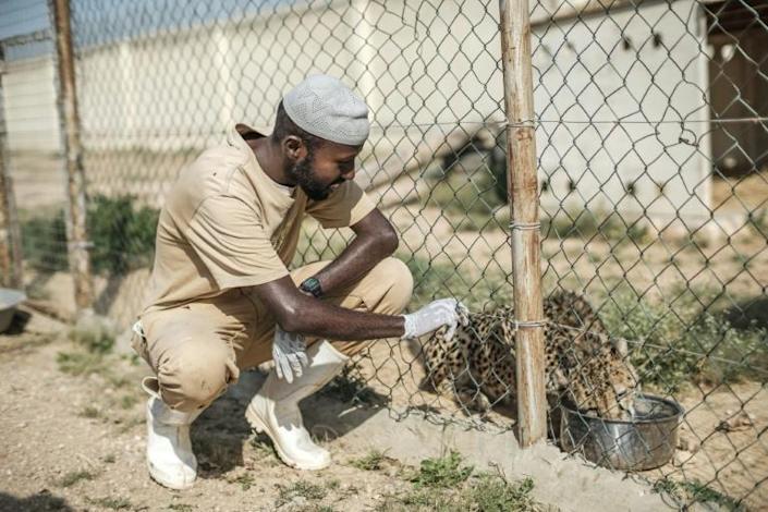 Ahmed Yussuf, veterinarian of the Cheetah Conservation Fund, talks with a cheetah from outside its cage in one of the facilities of the organisation in the city of Hargeisa, Somaliland, on September 19, 2021. Photo: AFP