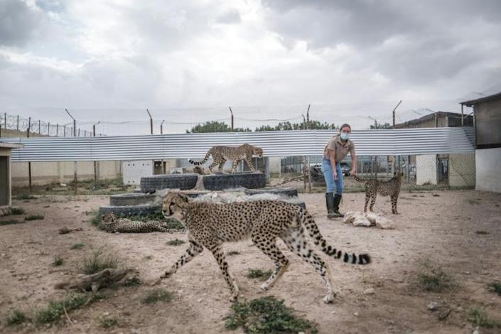 A volunteer of the Cheetah Conservation Fund plays with cheetahs in their cage in one of the facilities of the organisation in the city of Hargeisa, Somaliland, on September 17, 2021. Photo: AFP