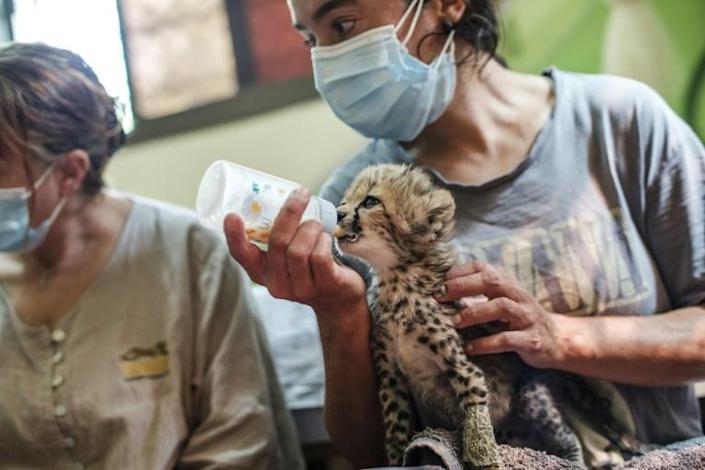 A member of the Cheetah Conservation Fund feeds a baby cheetah in one of the facilities of the organisation in the city of Hargeisa, Somaliland, on September 17, 2021. Photo: AFP