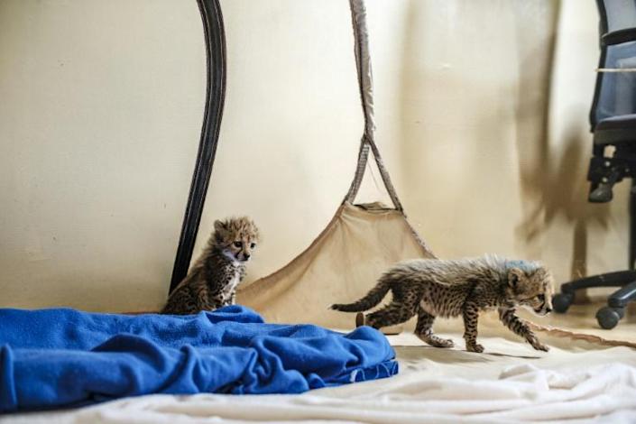 Baby cheetahs play in one of the facilities of the Cheetah Conservation Fund, in the city of Hargeisa, Somaliland, on September 17, 2021. Photo: AFP