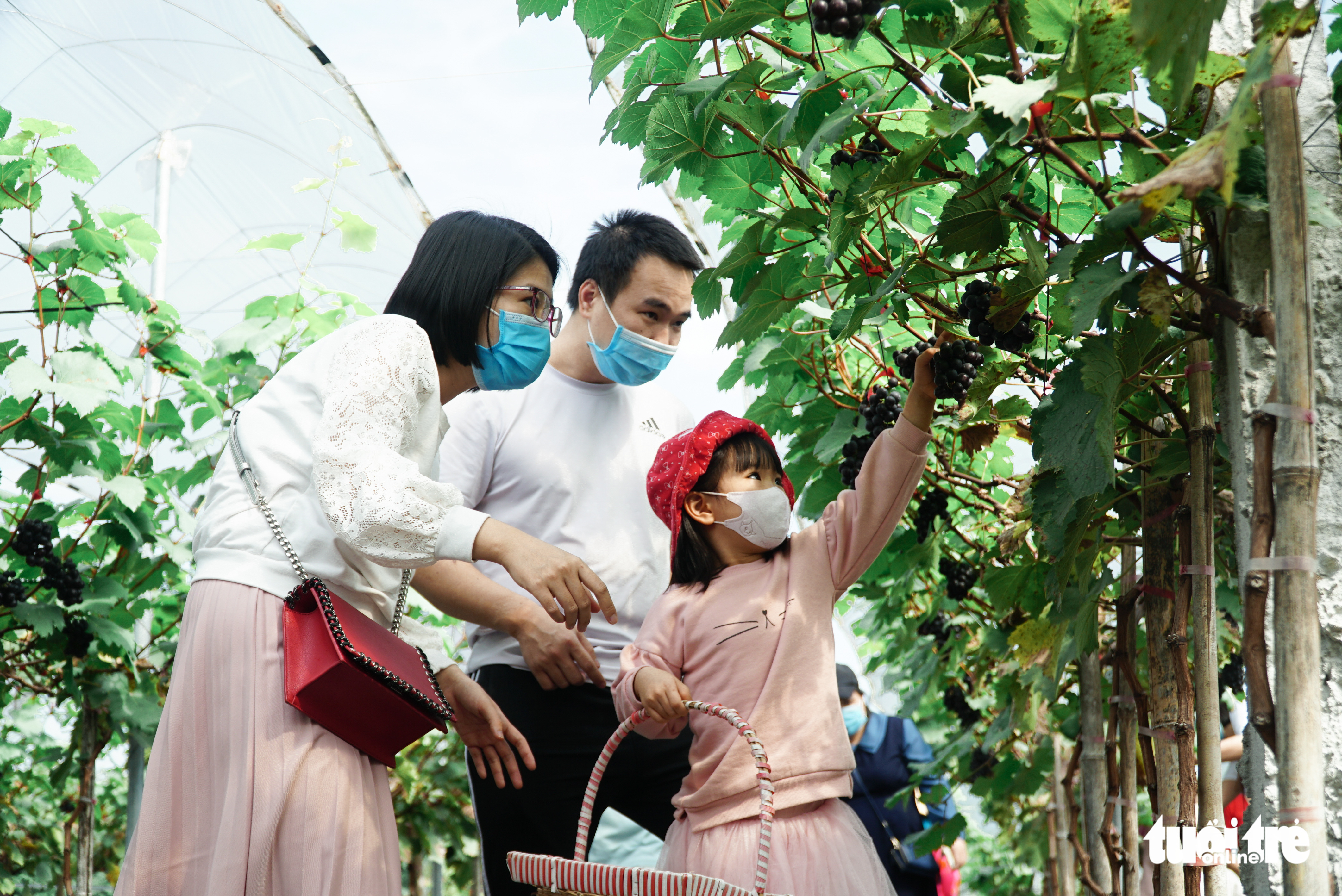 Hanoi residents get closer to nature at fruitful vineyard