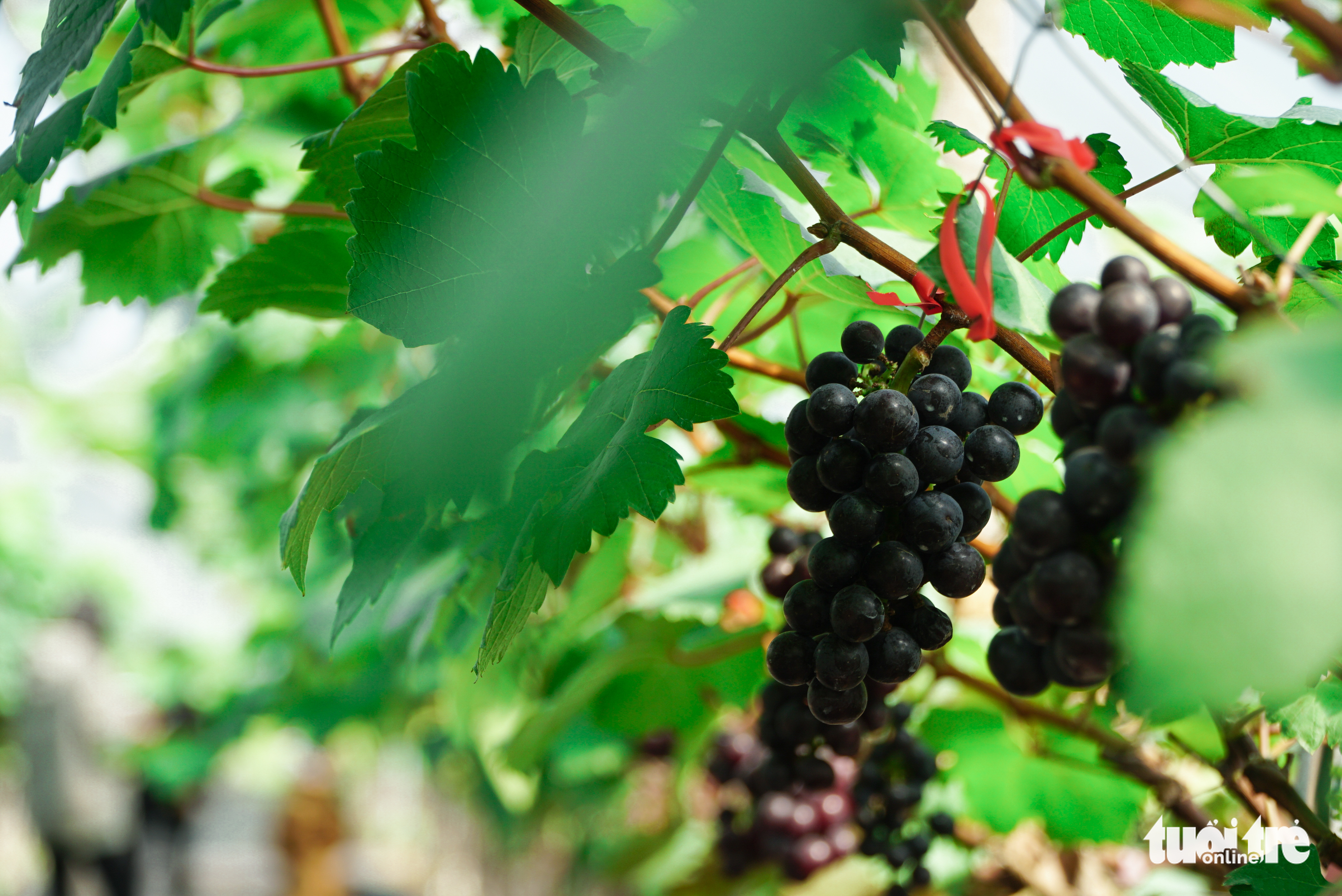 Ripe bunches of grapes at Vu Van Luc’s vineyard in Dong Anh District, Hanoi. Photo: Tuoi Tre