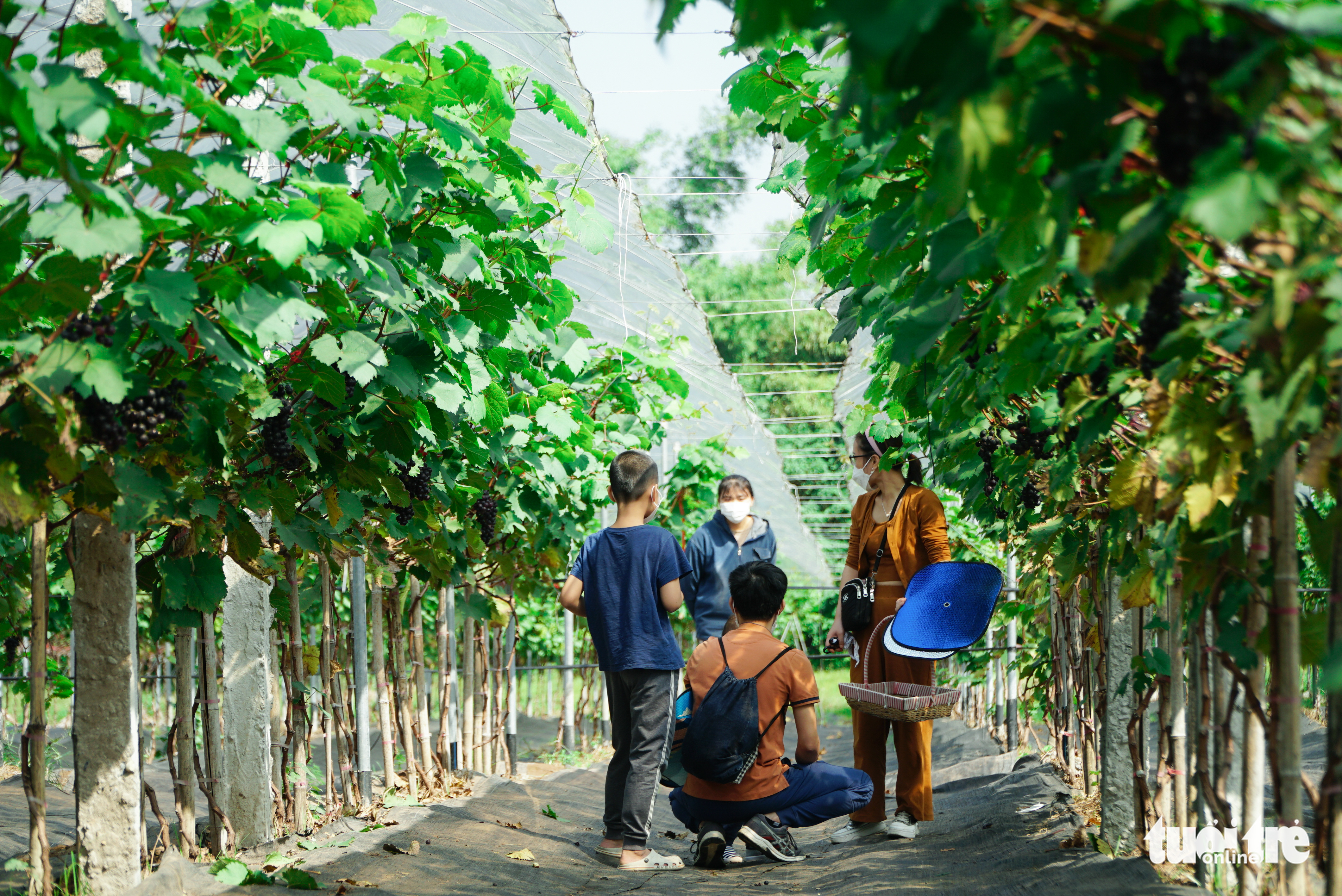 Visitors are pictured at the vineyard in Dong Anh District, Hanoi. Photo: Tuoi Tre