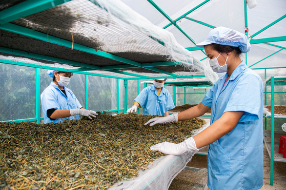 Workers in Truc's herb manufacturing workshop in Kon Tum Province, Vietnam. Photo supplied.