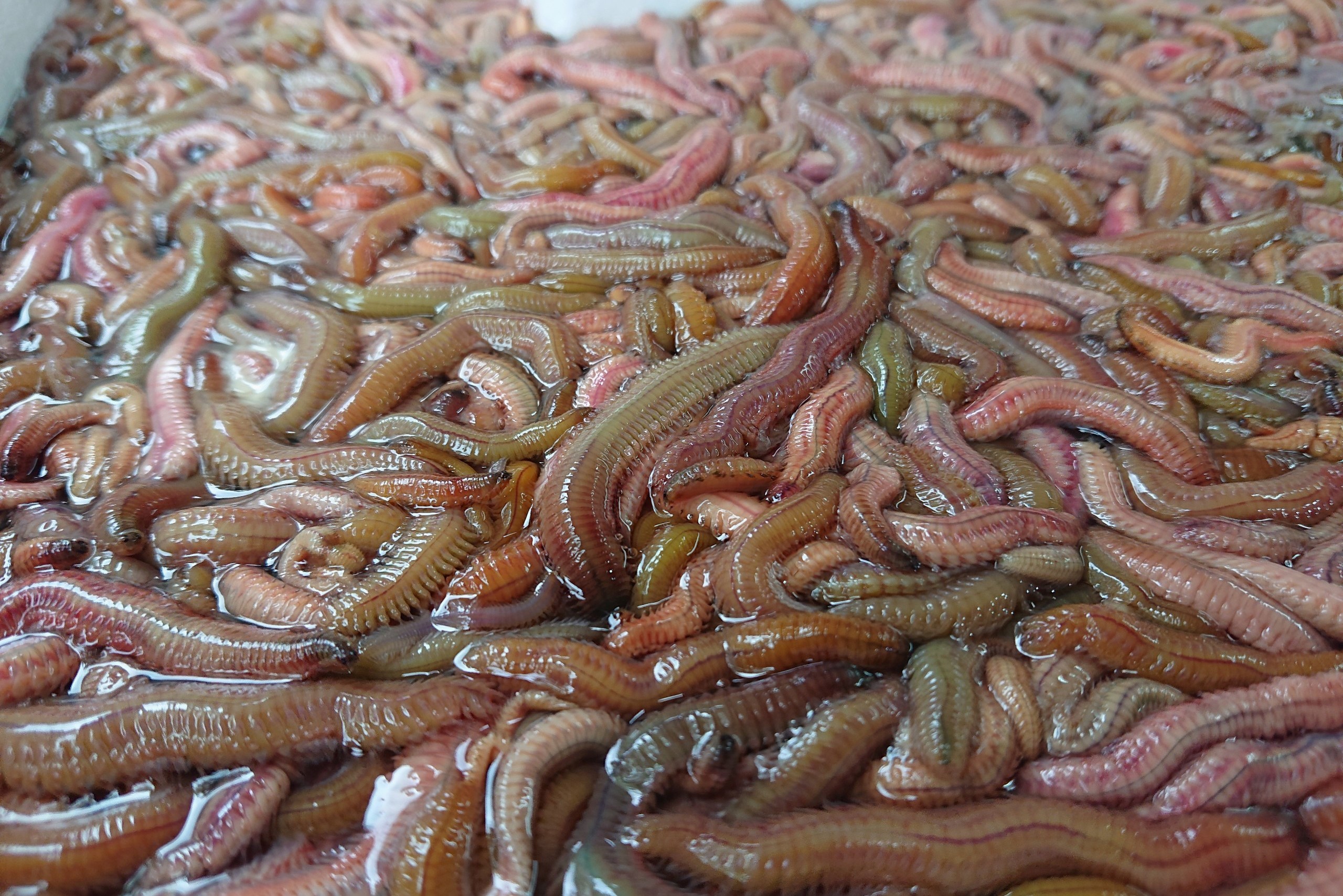 Ruoi (sand worms or Nereididae) are ready to be turned into omelets at Hung Thinh Restaurant in Hanoi’s Hoan Kiem District. Photo: Duong Lieu / Tuoi Tre News