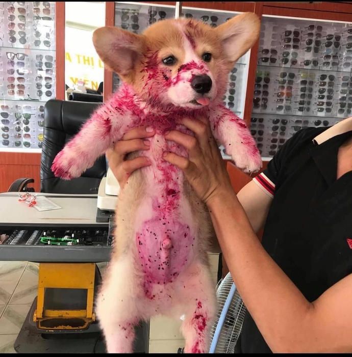 Gody Thanh Long, who fills social media users’ hearts with love when a post of the coddled Corgi pup, his coat smeared with blood-like stains after gnawing a red-fleshed dragon fruit went viral in March 2020, is seen in this photo, supplied by his owner, Dinh Tri Quang.