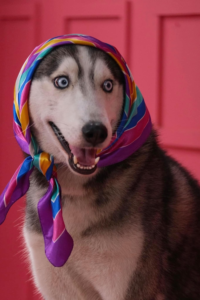 Moca, a Husky dog, often has a scarf on in viral video clips featuring his magic tricks, with many viewers commenting on his eyes as ‘adorably silly’. Photo: Ngan Ha / Tuoi Tre
