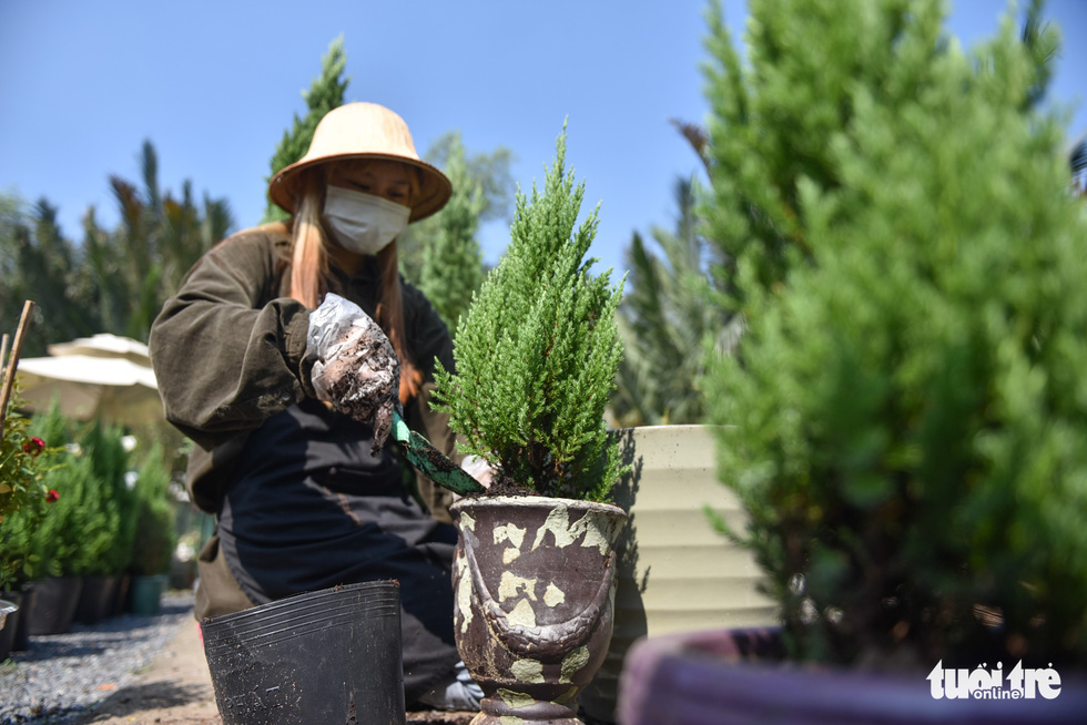 A woman tends to a cedar tree meant for Christmas decoration in Ho Chi Minh City. Photo: Ngoc Phuong / Tuoi Tre