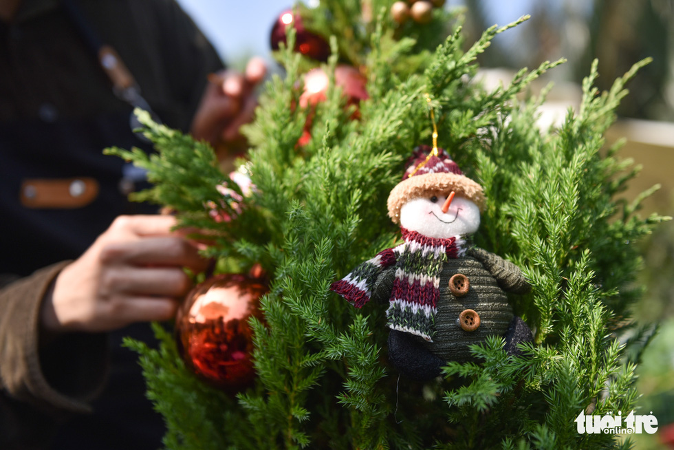 A woman tends to a cedar tree meant for Christmas decoration in Ho Chi Minh City. Photo: Ngoc Phuong / Tuoi Tre