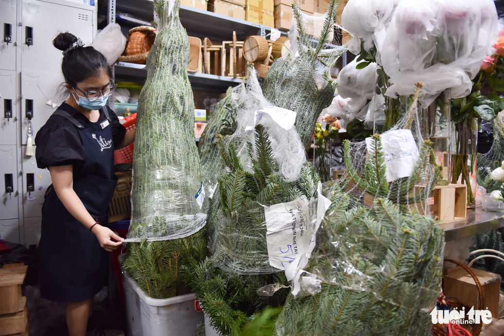 A woman tends to a pine tree meant for Christmas decoration in Ho Chi Minh City. Photo: Ngoc Phuong / Tuoi Tre