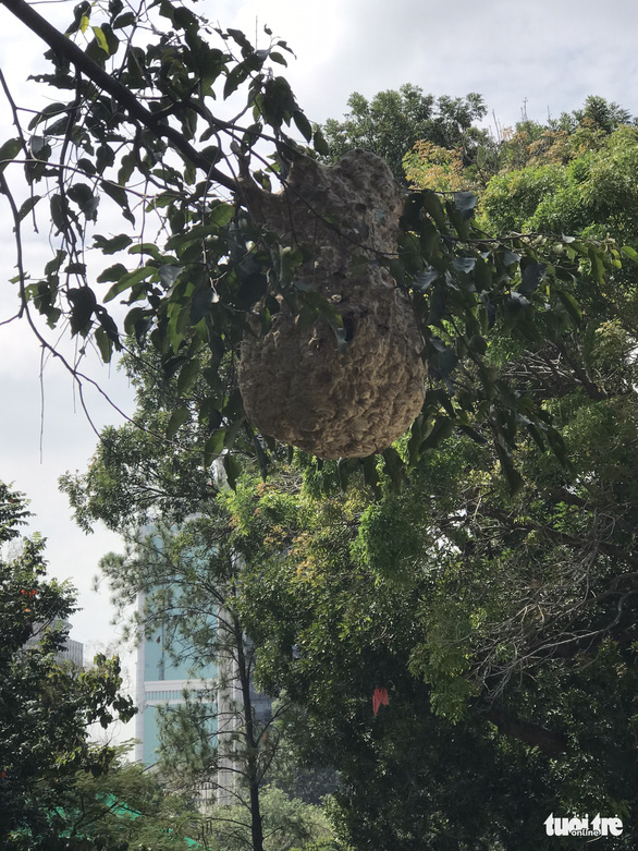 A giant bumblebee hive on a tree branch at the Saigon Zoo and Botanical Gardens in District 1, Ho Chi Minh City, November 23, 2021. Photo: Minh Hoa / Tuoi Tre