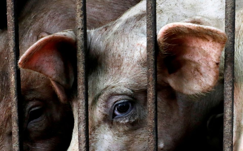 African swine fever outbreak spreading widely in Vietnam