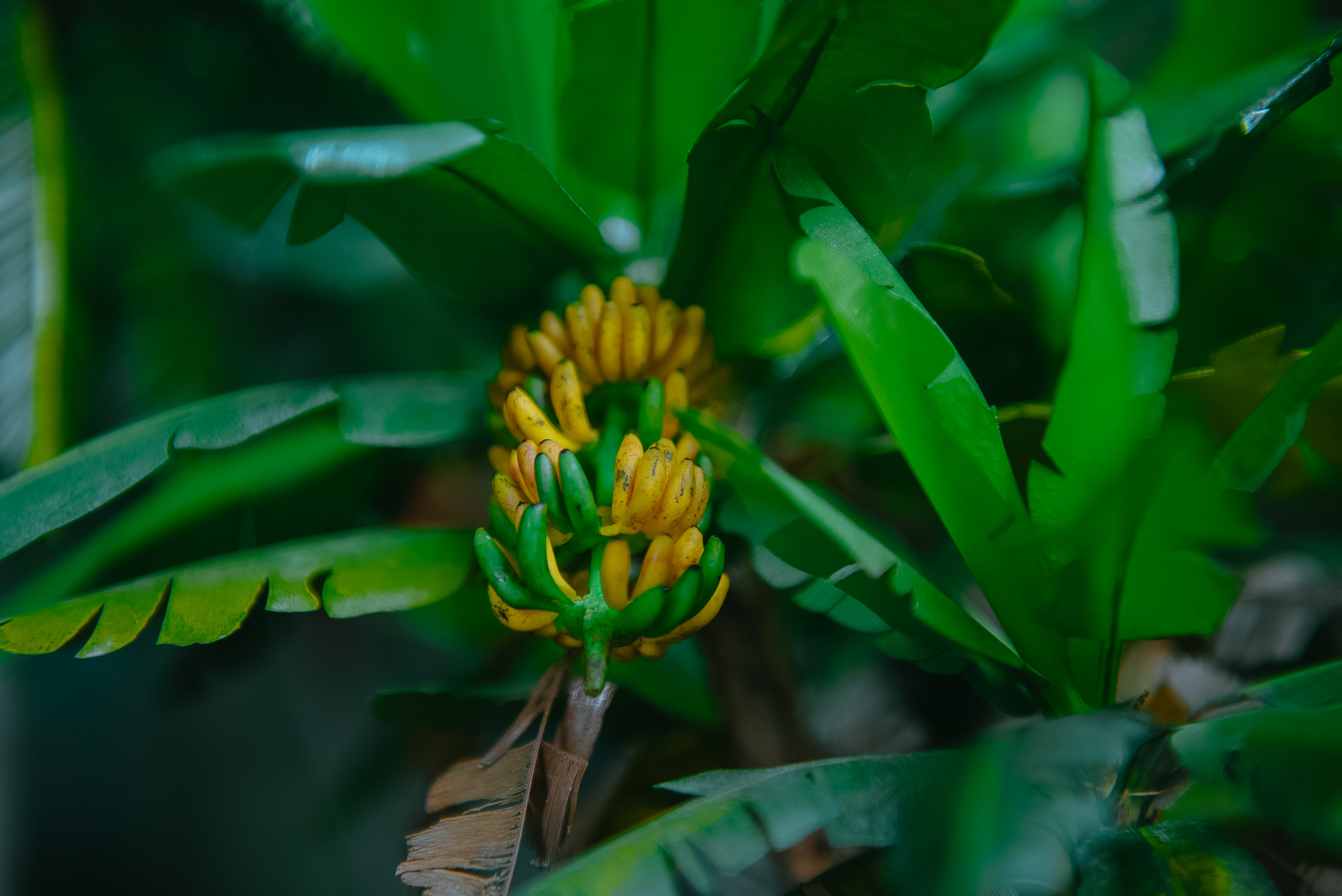 Lifelike miniature bananas in Le My Dam’s tiny garden in Ho Chi Minh City. Photo: Ngoc Phuong / Tuoi Tre News