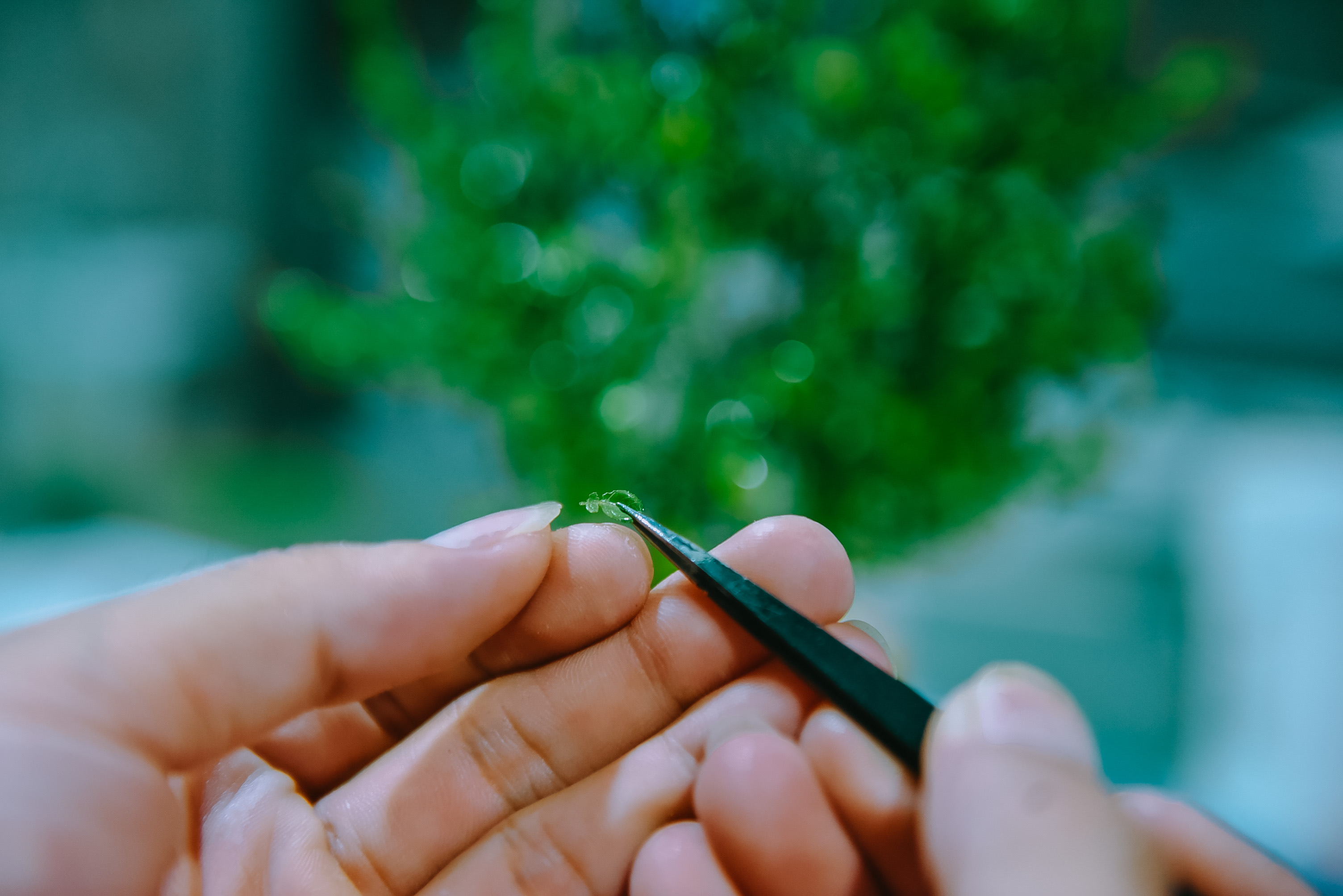 Le My Dam works on a tiny leaf for a pomelo tree in his miniature garden. Photo: Ngoc Phuong / Tuoi Tre News
