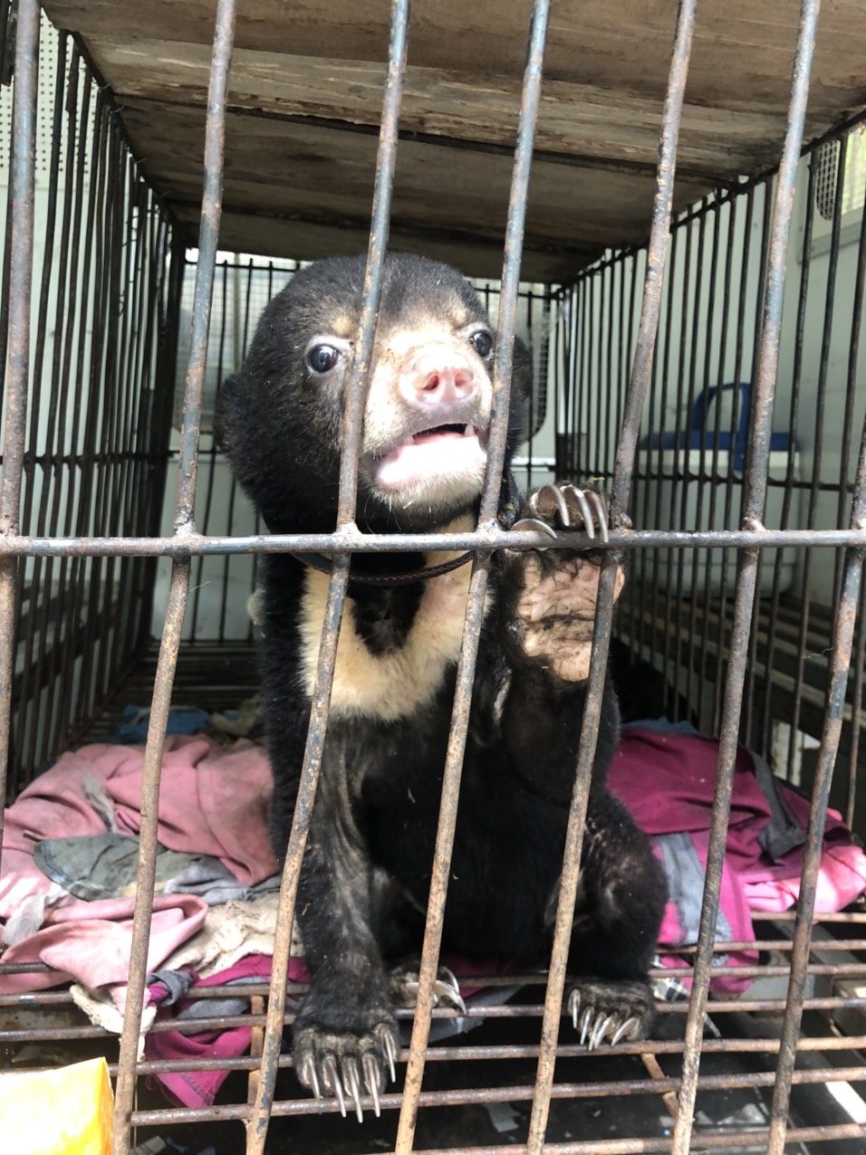 Two jailed for illicitly raising sun bear cub in northern Vietnam