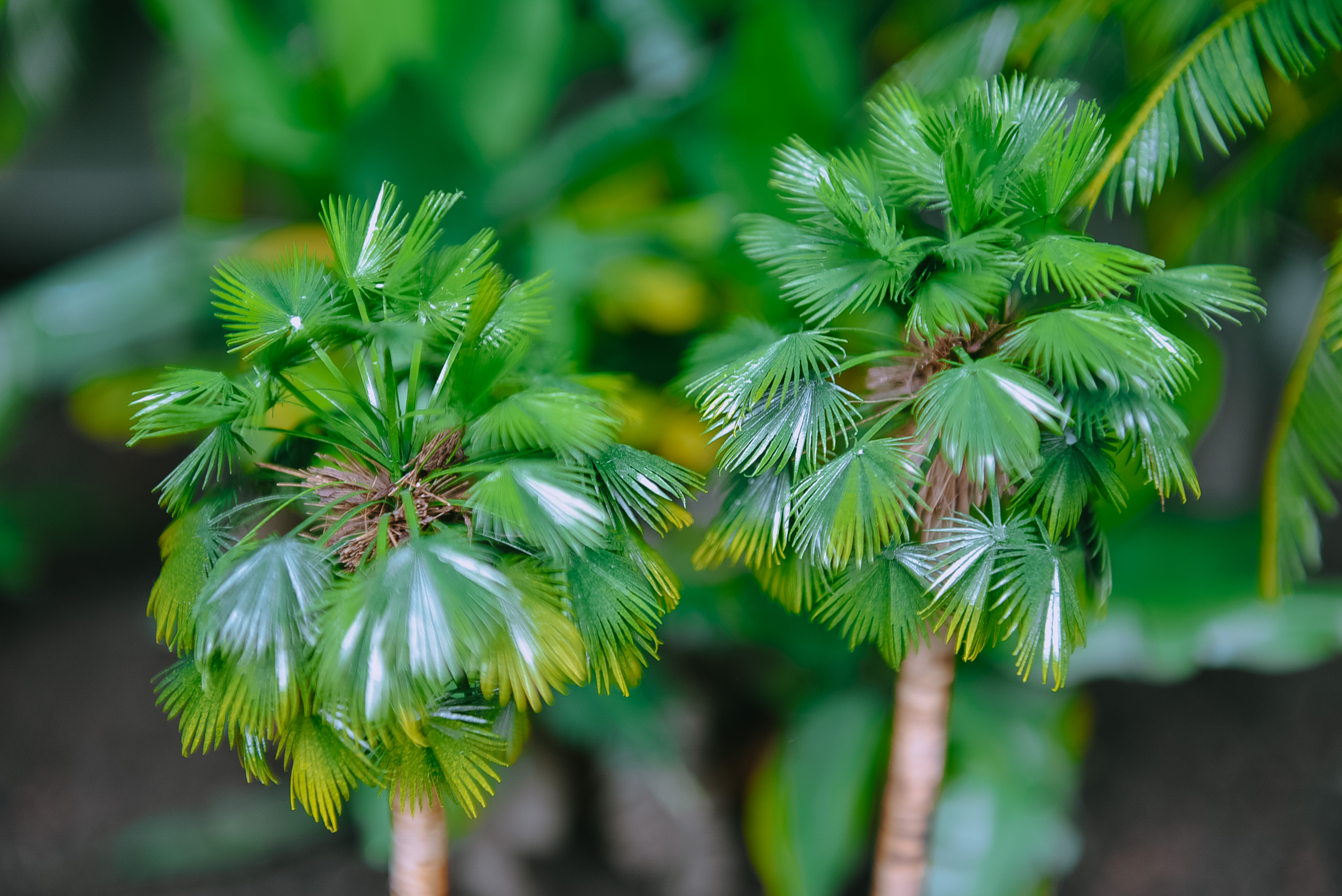Palm trees in Le My Dam’s miniature garden. Photo: Ngoc Phuong / Tuoi Tre News