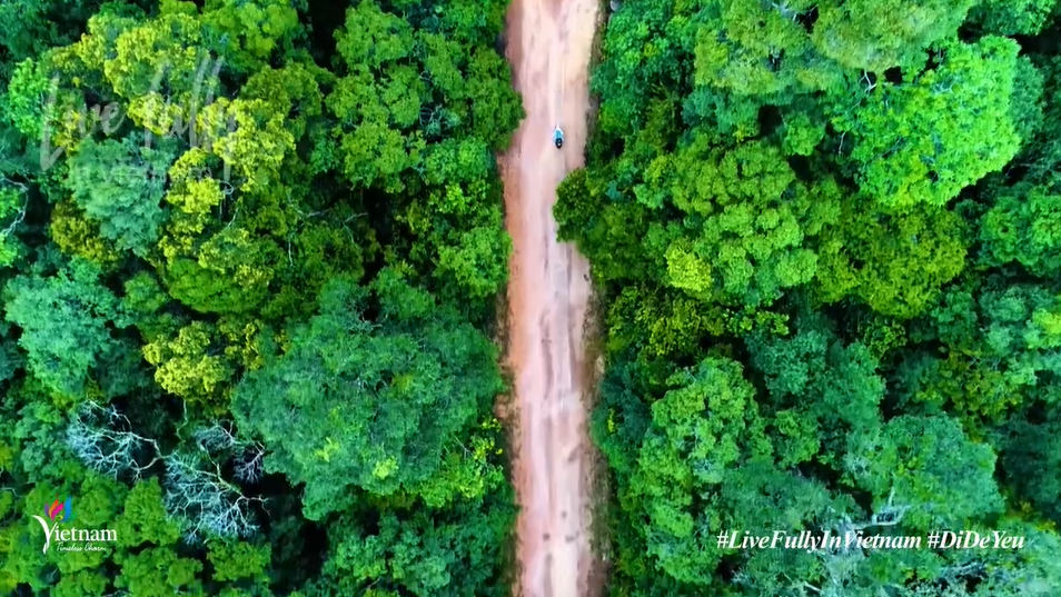 This screenshot shows a primeval forest in Vietnam is captured from “Vietnam: Travel to Love! - Live fully in Vietnam” video.