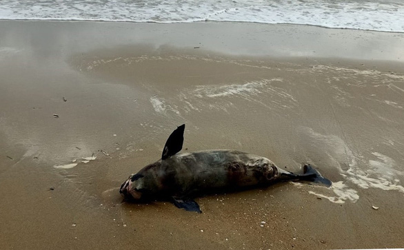 Four dead dolphins wash ashore in one week in Vietnam