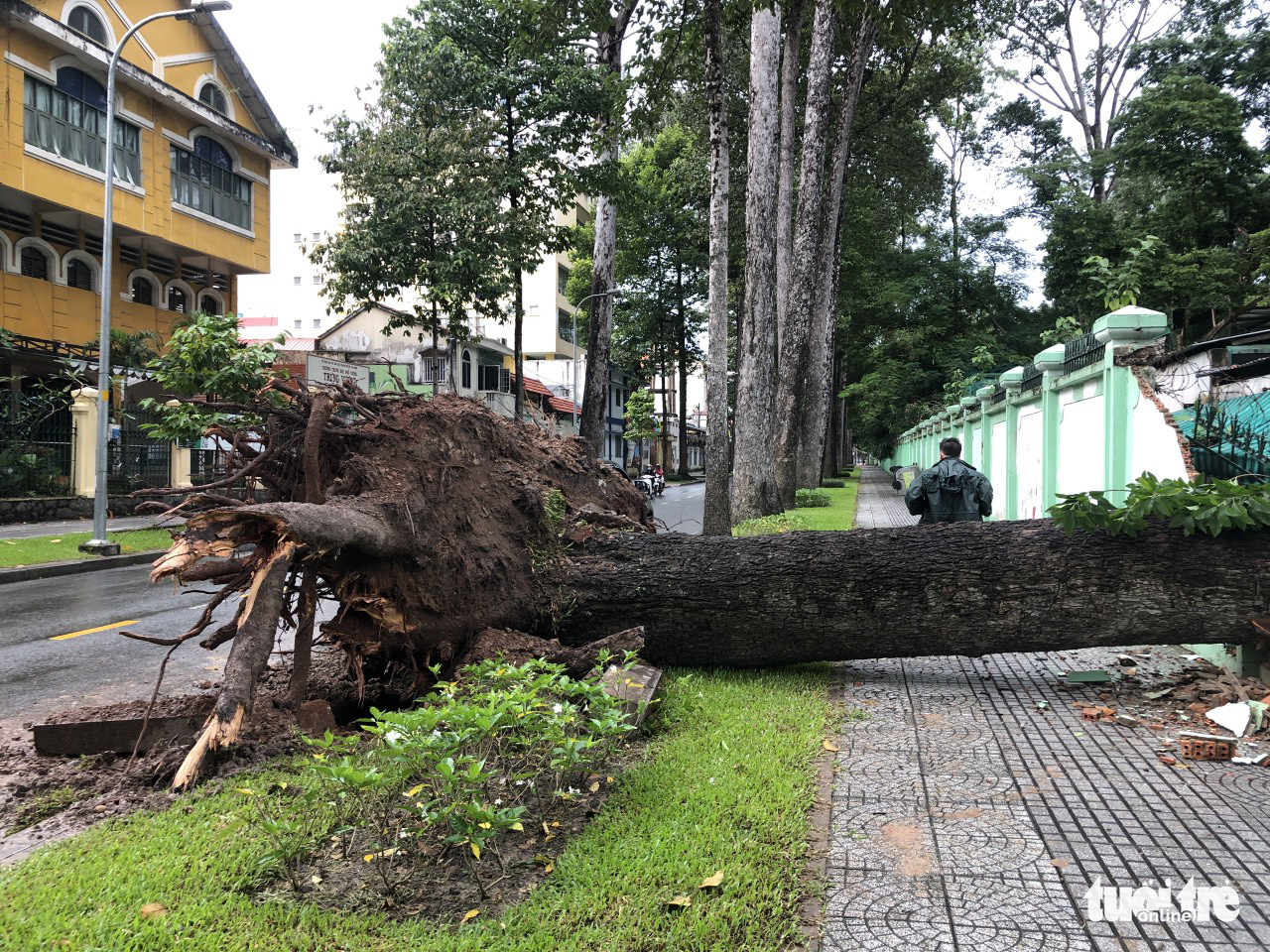Ho Chi Minh City cuts down old trees at risk of falling