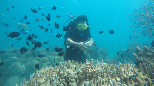 Young volunteers restore coral reefs in Vietnam’s Phu Quoc